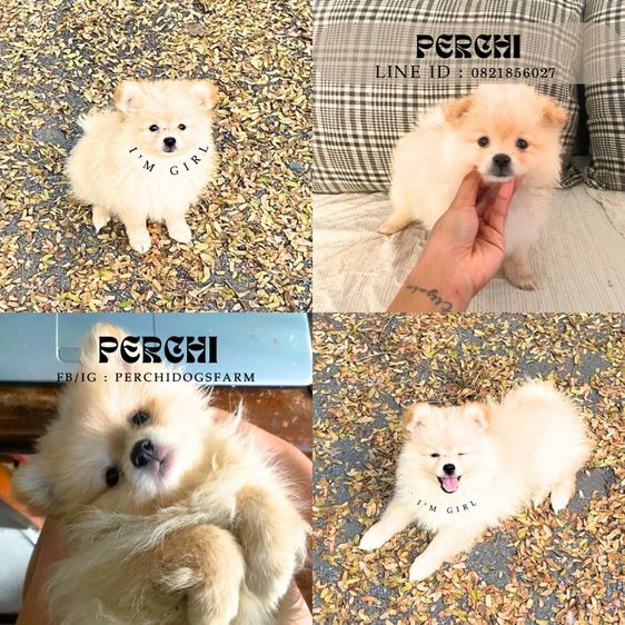 ปอม ชาย 4 หญิง1