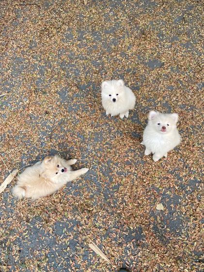 ปอม ชาย 4 หญิง1 รูปที่ 5