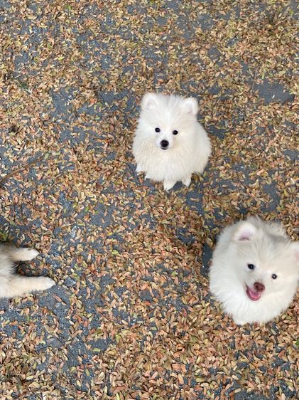 ปอม ชาย 4 หญิง1 รูปที่ 8