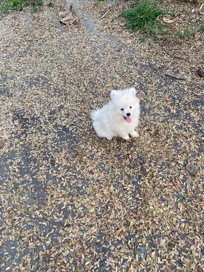 ปอม ชาย 4 หญิง1 รูปที่ 10