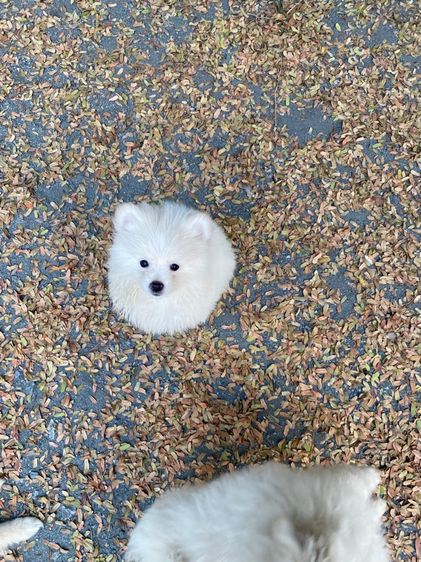 ปอม ชาย 4 หญิง1 รูปที่ 9