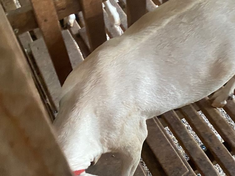 แพะนมแม่พันธุ์1สาว3 รูปที่ 4