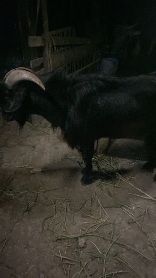 แพะนมแม่พันธุ์1สาว3 รูปที่ 13