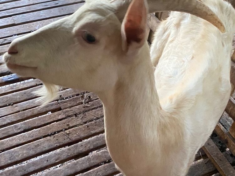 แพะนมแม่พันธุ์1สาว3 รูปที่ 3