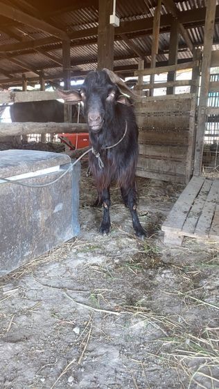 แพะนมแม่พันธุ์1สาว3 รูปที่ 15