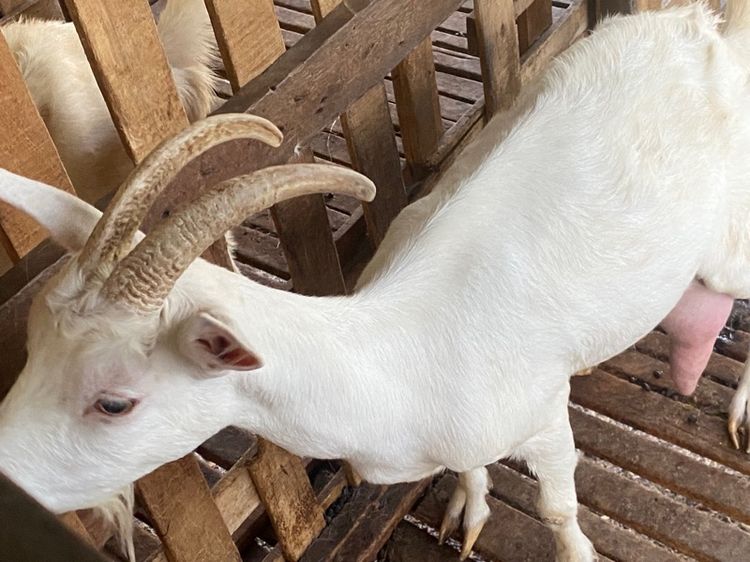 แพะนมแม่พันธุ์1สาว3 รูปที่ 8