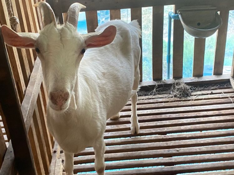 แพะนมแม่พันธุ์1สาว3 รูปที่ 2