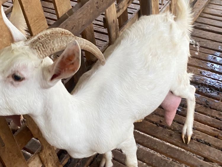 แพะนมแม่พันธุ์1สาว3 รูปที่ 7