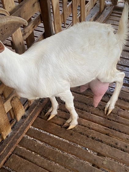 แพะนมแม่พันธุ์1สาว3 รูปที่ 12