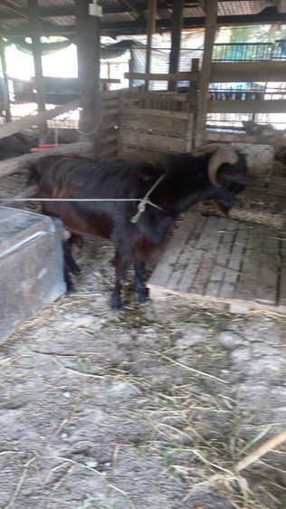 แพะนมแม่พันธุ์1สาว3 รูปที่ 16