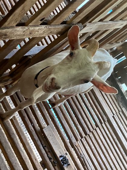 แพะนมแม่พันธุ์1สาว3 รูปที่ 5