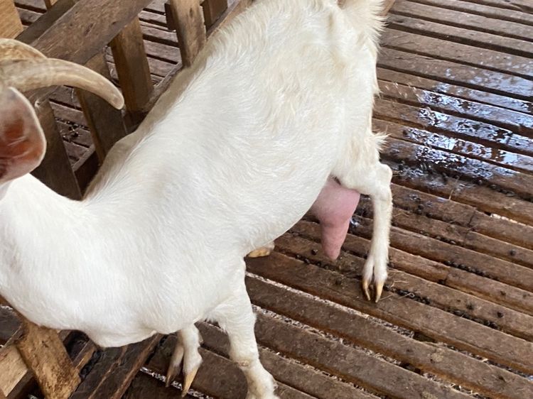 แพะนมแม่พันธุ์1สาว3 รูปที่ 6