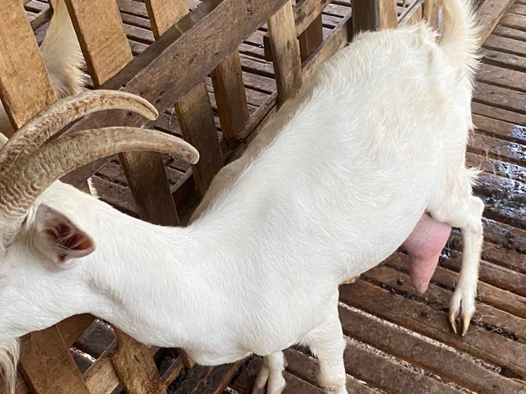 แพะนมแม่พันธุ์1สาว3 รูปที่ 9