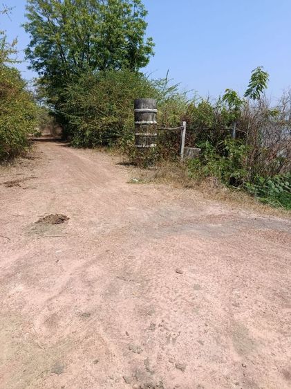 ที่ดิน 12ไร่ ติดบึงทุ่งหงษ๋ รูปที่ 4