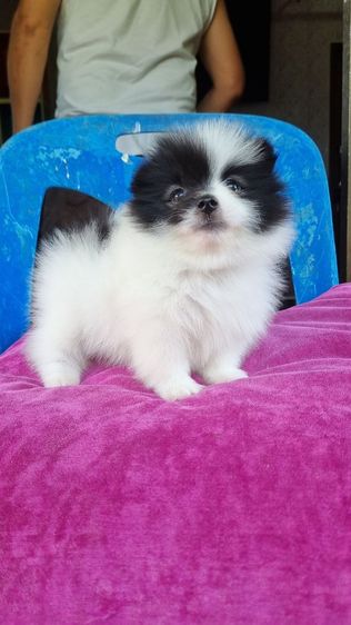 ปอมแท้ รูปที่ 13