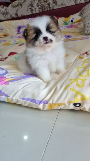 ปอมแท้ รูปที่ 5