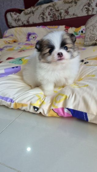 ปอมเมอเรเนียน (Pomeranian) เล็ก ปอมแท้