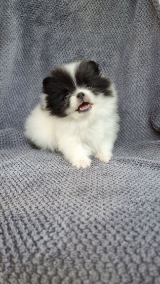 ปอมแท้ รูปที่ 6