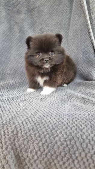 ปอมแท้ รูปที่ 12