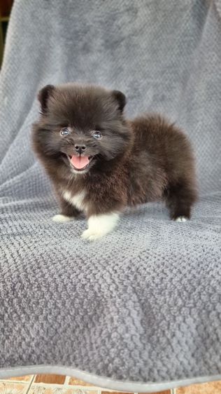 ปอมแท้ รูปที่ 11