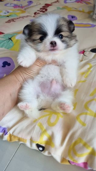 ปอมแท้ รูปที่ 4