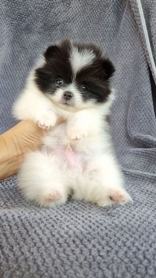 ปอมแท้ รูปที่ 8