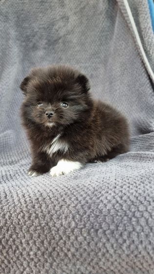 ปอมแท้ รูปที่ 10