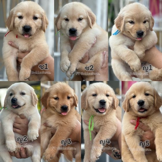 โกลเด้นแท้ ฟอร์มสวย 