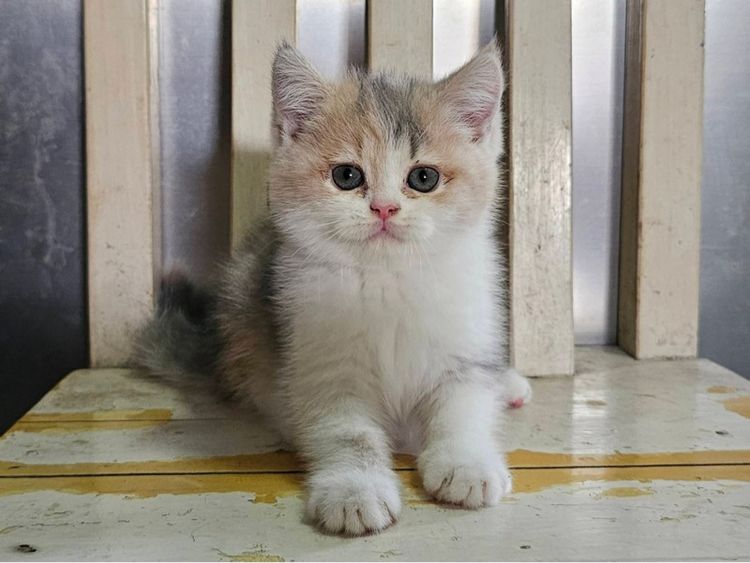 บริติช รูปที่ 2