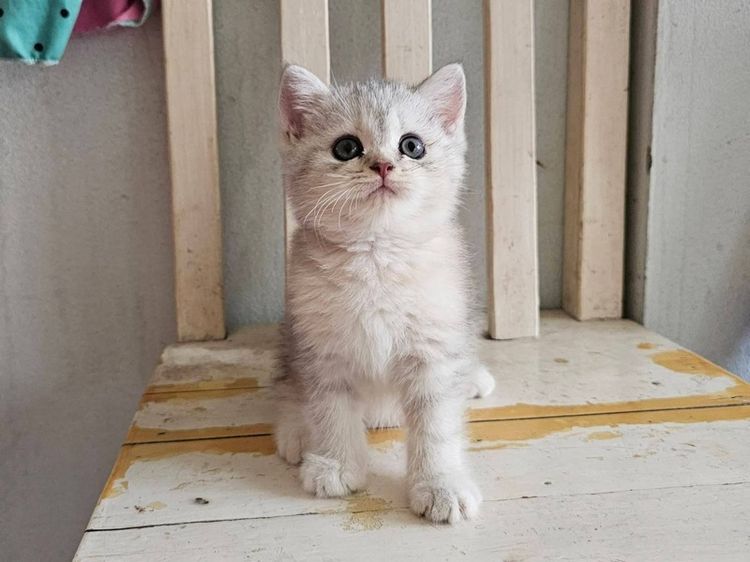 บริติช รูปที่ 3