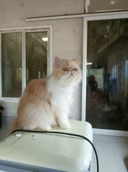 แมวเปอร์เซีย หน้าบี้ เพศหญิง  รูปที่ 4