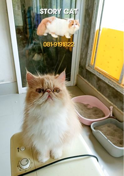 แมวเปอร์เซีย หน้าบี้ เพศหญิง  รูปที่ 3