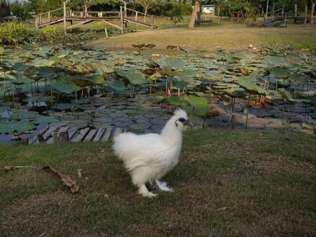 ไก่ซิลกี้ 🐔 ออแกนิค ขนสวย🪶✨