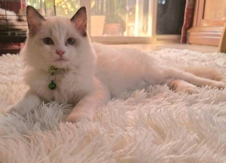 ลูกแมว Ragdoll  เพศเมีย รูปที่ 4