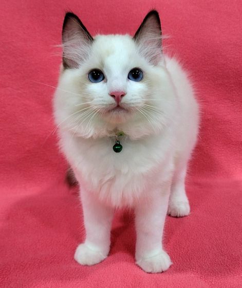 ลูกแมว Ragdoll  เพศเมีย รูปที่ 2