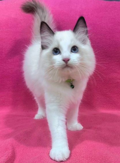 ลูกแมว Ragdoll  เพศเมีย รูปที่ 3