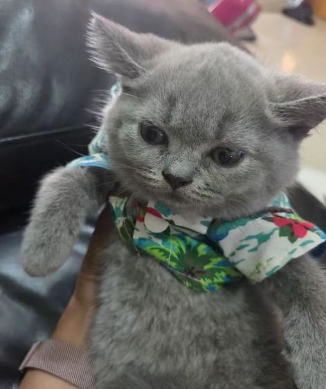 หนุ่มน้อย บริติชชอทแฮร์ รูปที่ 3