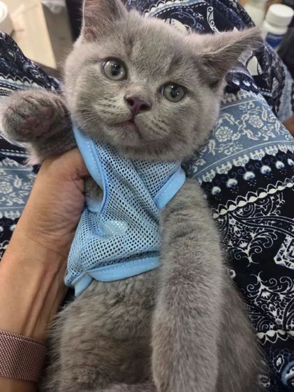 หนุ่มน้อย บริติชชอทแฮร์ รูปที่ 4