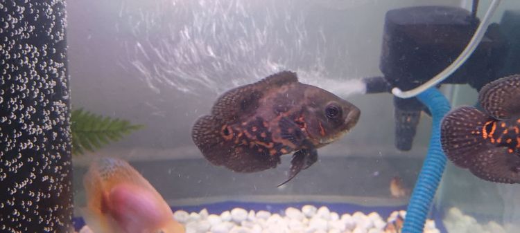 ปลาอสก้า​ไซส์เกือบฝามือ​ยก2ตัว รูปที่ 2