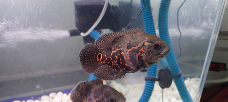 อื่นๆ ปลาอสก้า​ไซส์เกือบฝามือ​ยก2ตัว