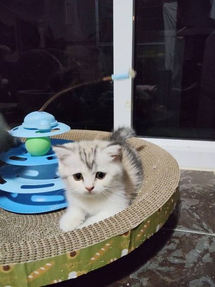 สก็อตติช โฟลด์ (Scottish Fold) เด็กหญิง สก็อตติช สามสี ชนสั้น อายุ2เดือน