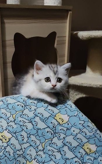 เด็กหญิง สก็อตติช สามสี ชนสั้น อายุ2เดือน รูปที่ 2