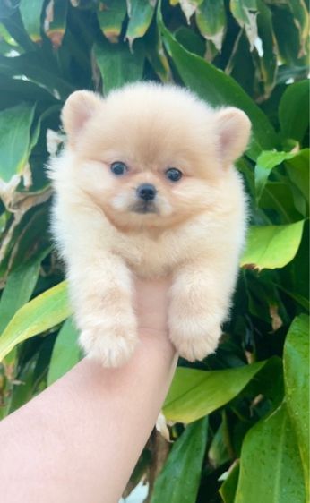 ปอมเมอเรเนียน (Pomeranian) เล็ก ปอมแท้