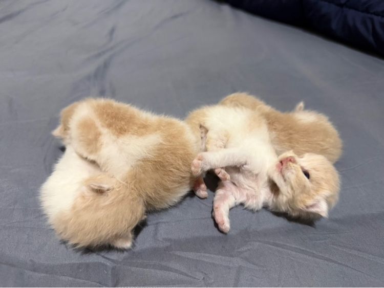 ลูกแมวเปอร์เซีย รูปที่ 9