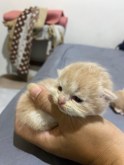 ลูกแมวเปอร์เซีย รูปที่ 10