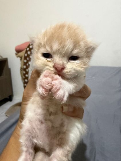 ลูกแมวเปอร์เซีย รูปที่ 7