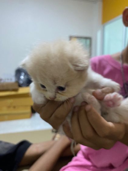 ลูกแมวเปอร์เซีย รูปที่ 3