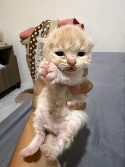 ลูกแมวเปอร์เซีย รูปที่ 5