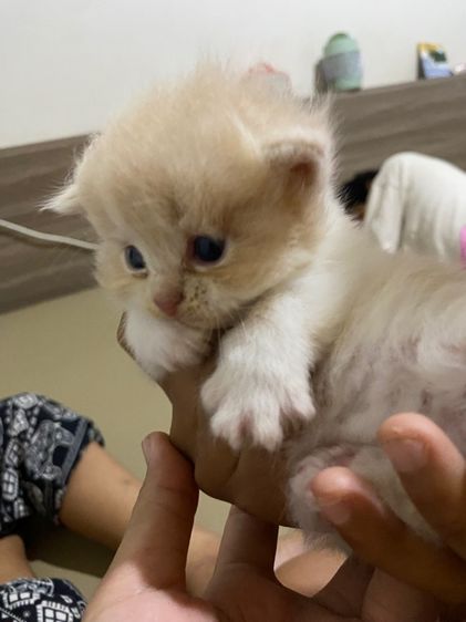 ลูกแมวเปอร์เซีย