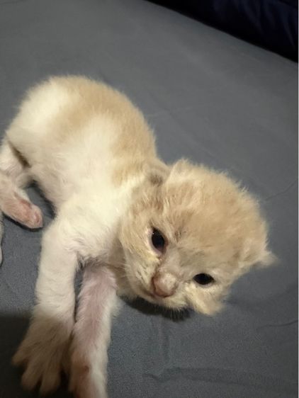 ลูกแมวเปอร์เซีย รูปที่ 13